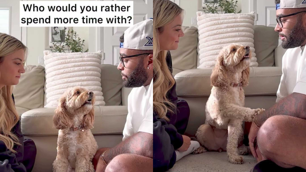 adorable dog video