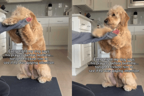 adorable dog video