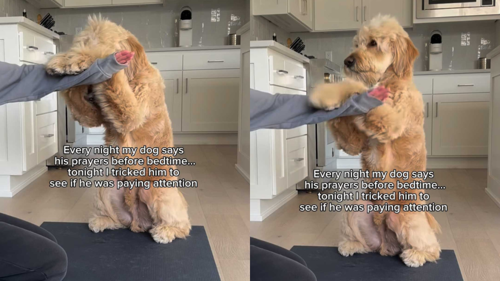adorable dog video