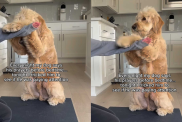 adorable dog video
