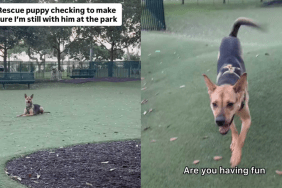 adorable dog video