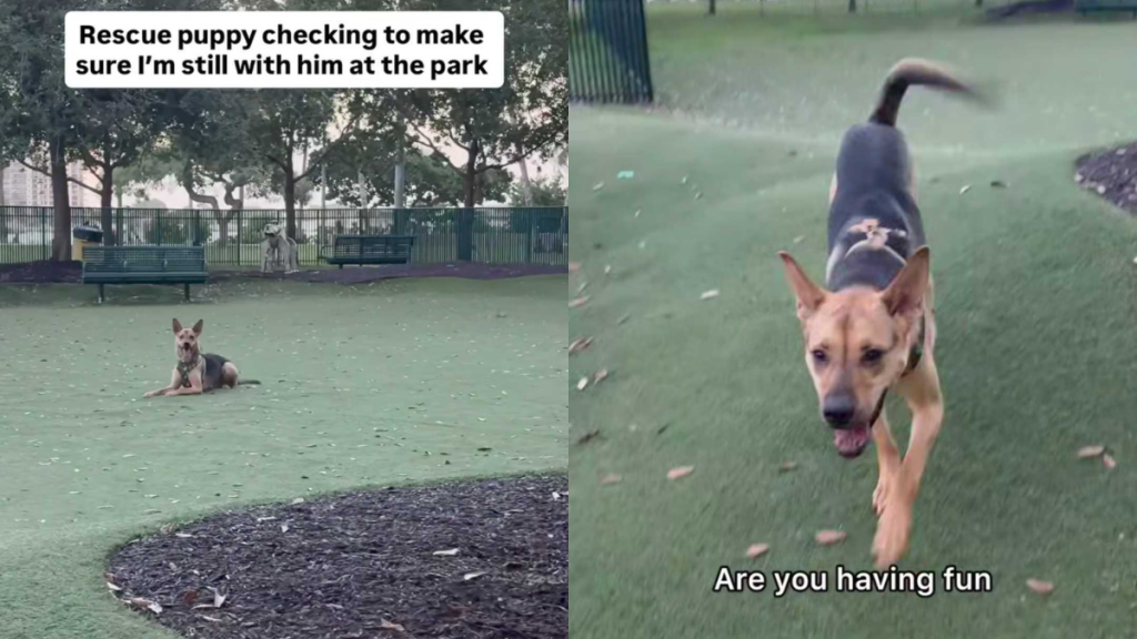 adorable dog video