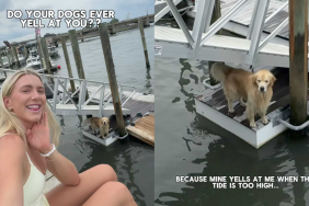 funny dog video