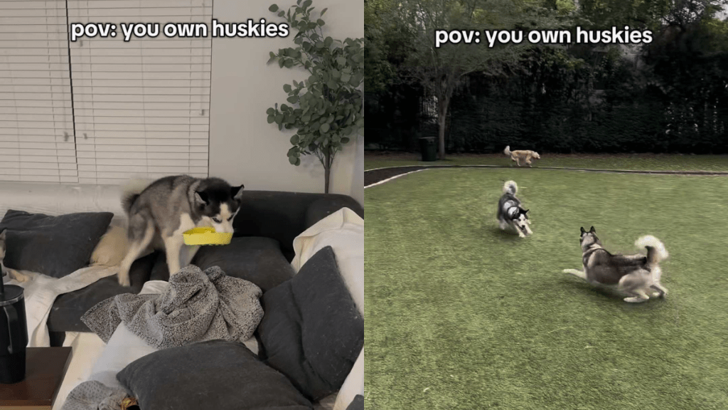 funny dog video