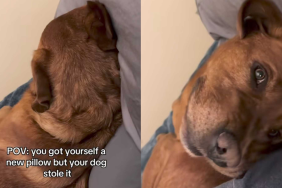 funny dog video