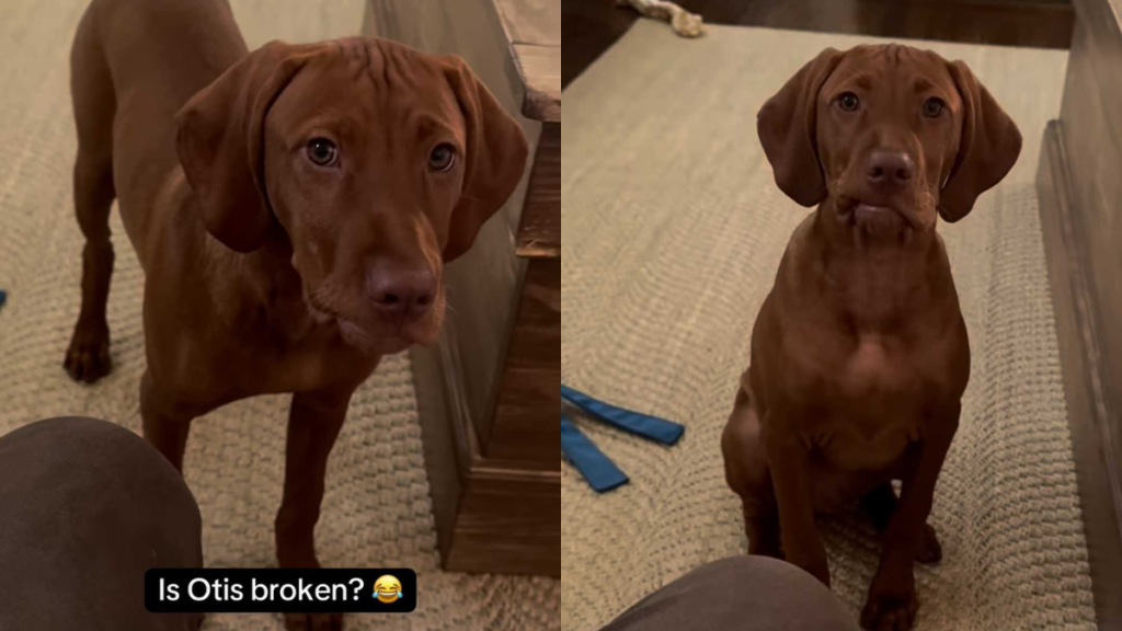 funny puppy video