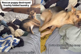 adorable dog video
