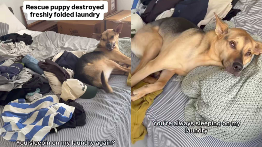 adorable dog video
