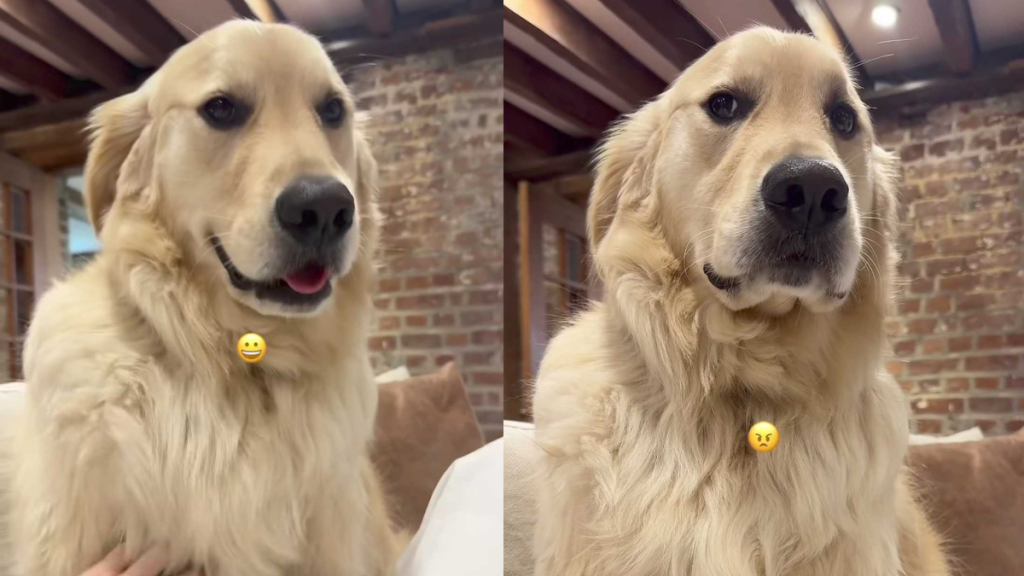 funny dog video