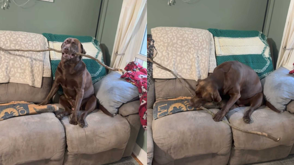 funny dog video