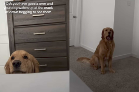 adorable dog video