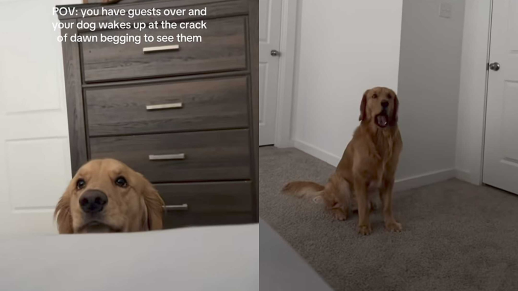 adorable dog video