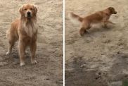 Golden Retriever swim video