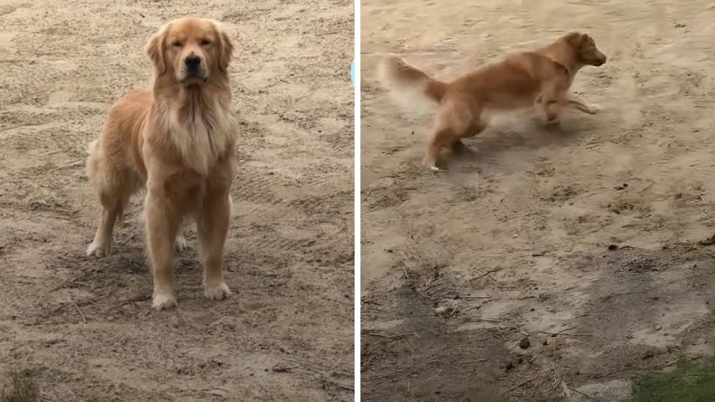 Golden Retriever swim video