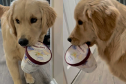 funny dog video