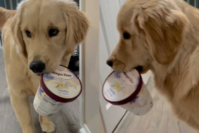 funny dog video
