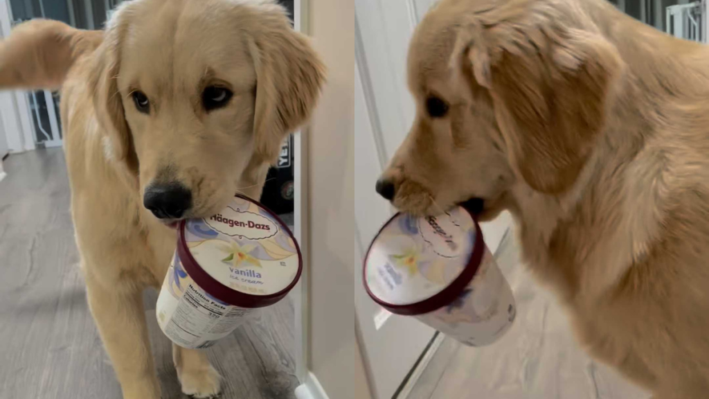 funny dog video