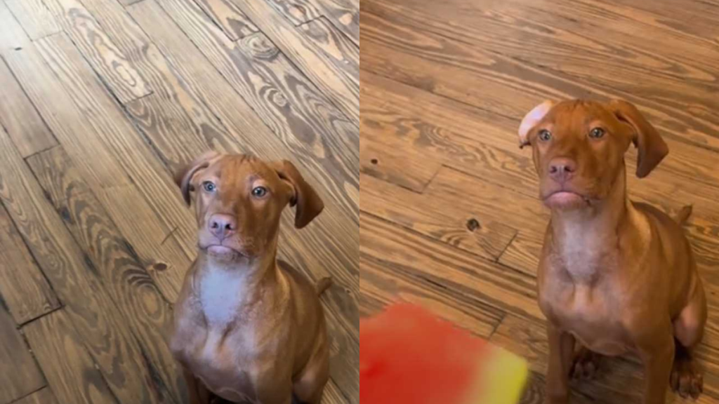 funny puppy video