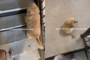 adorable puppy video