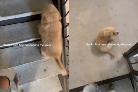 adorable puppy video