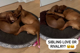 adorable dog video