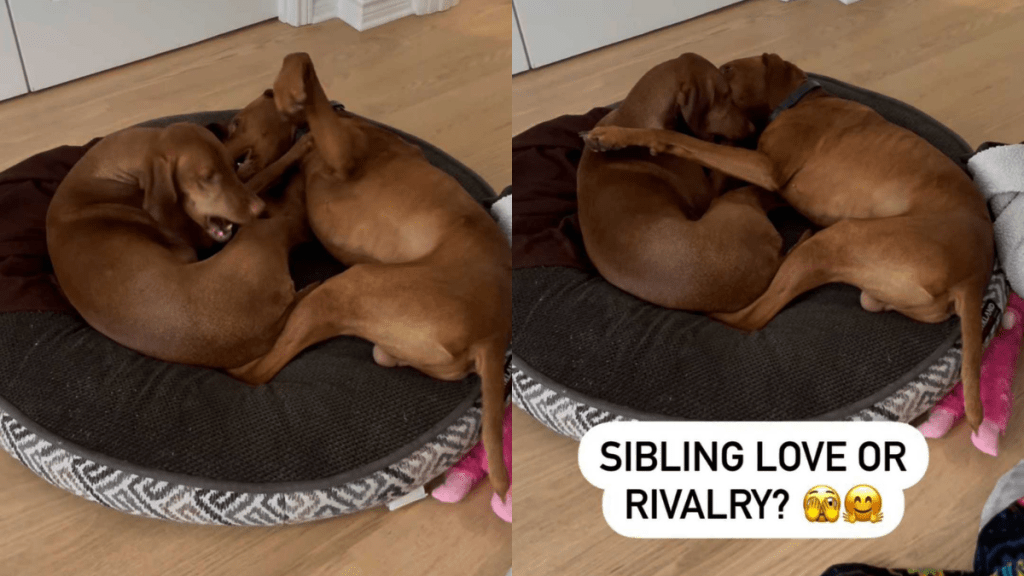 adorable dog video