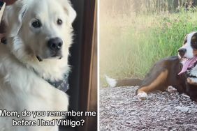 Bernese Mountain Dog vitiligo video