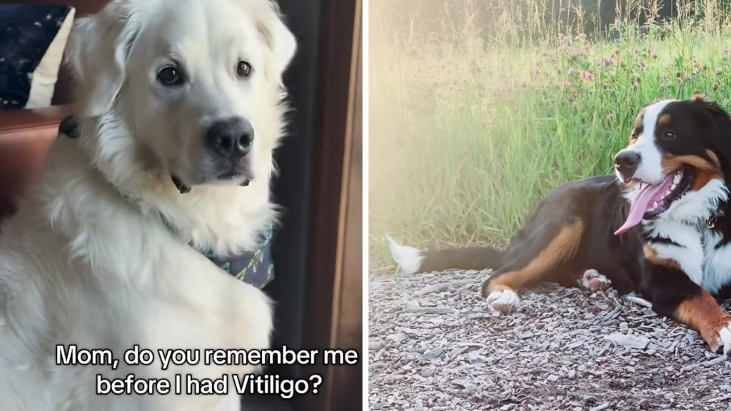 Bernese Mountain Dog vitiligo video