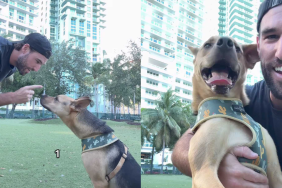 adorable dog video