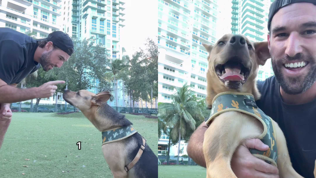 adorable dog video