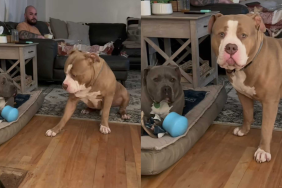 funny dog video
