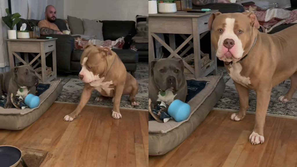 funny dog video