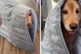 Golden Retriever video
