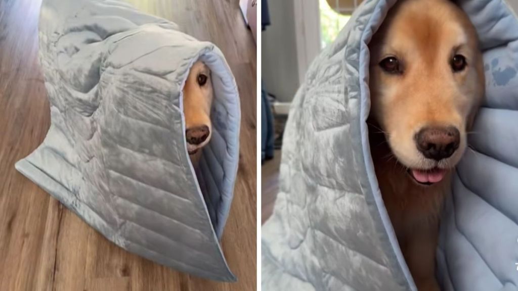 Golden Retriever video