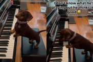 adorable dog video