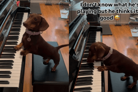 adorable dog video
