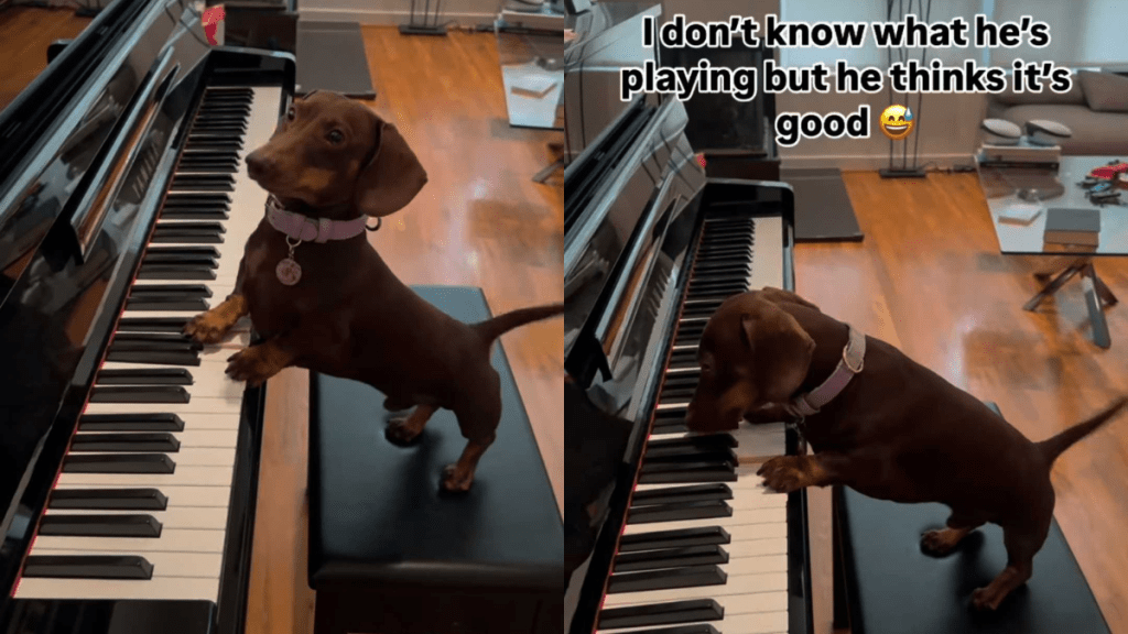 adorable dog video