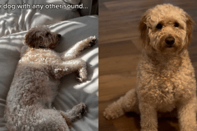 funny dog video