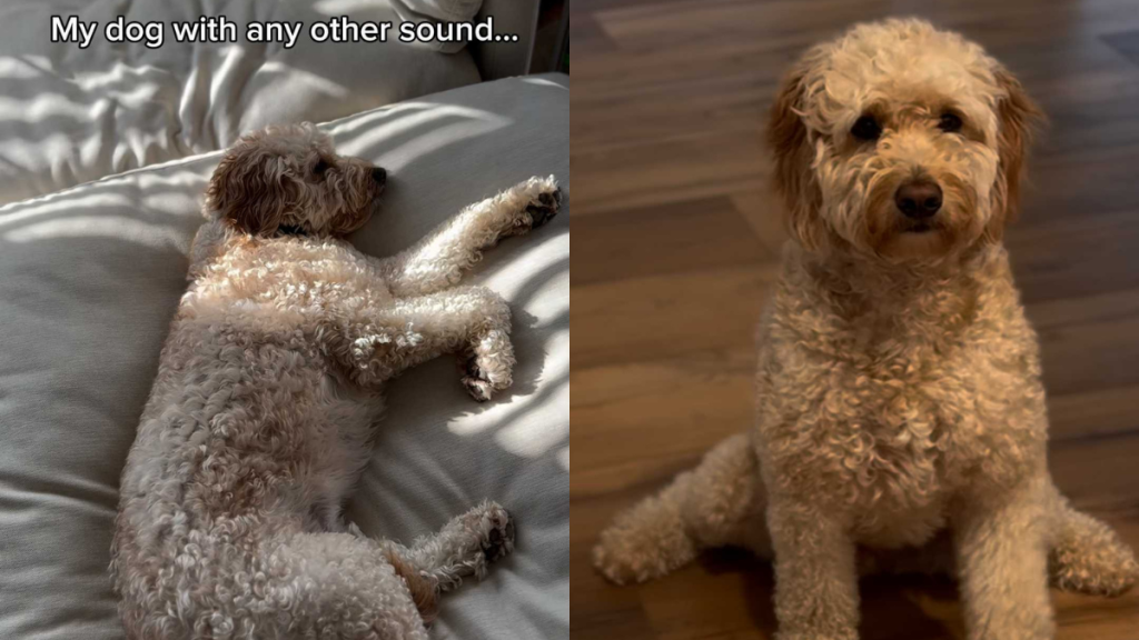 funny dog video