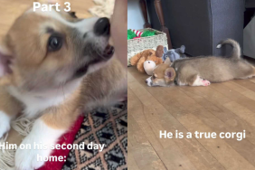 adorable puppy video