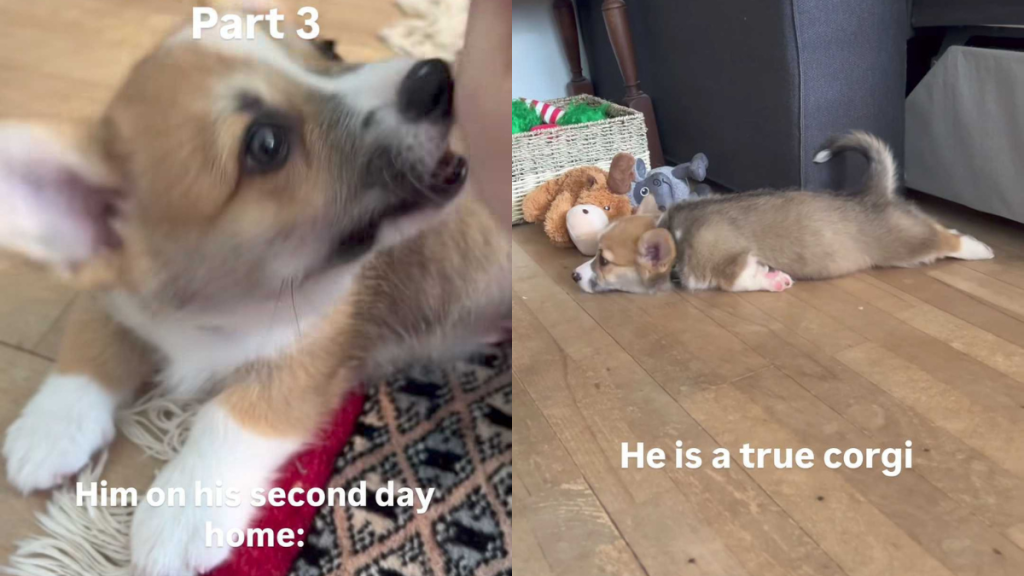adorable puppy video