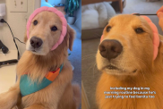 adorable dog video