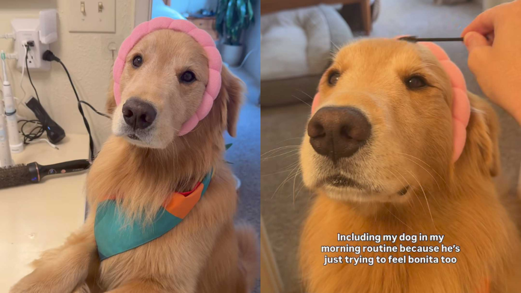 adorable dog video