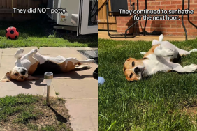 funny dog video