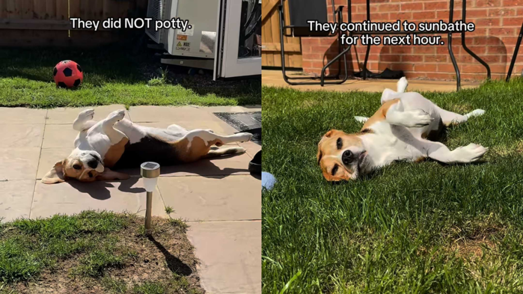 funny dog video