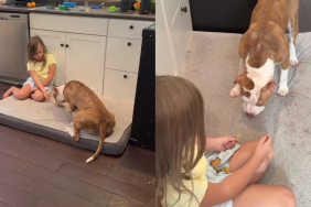 adorable dog video