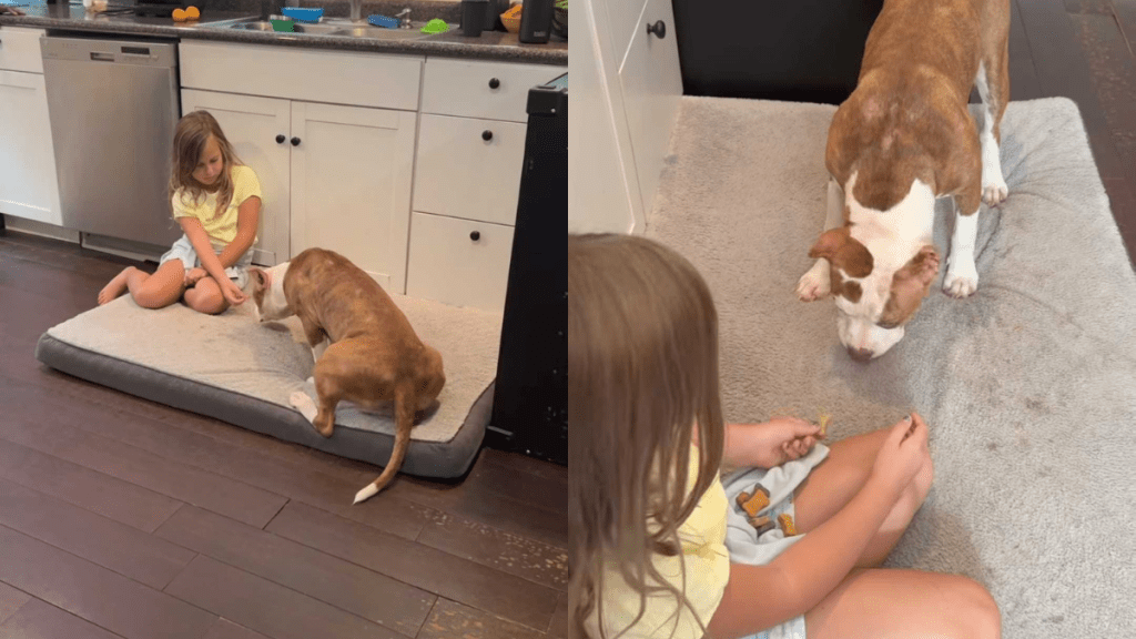 adorable dog video