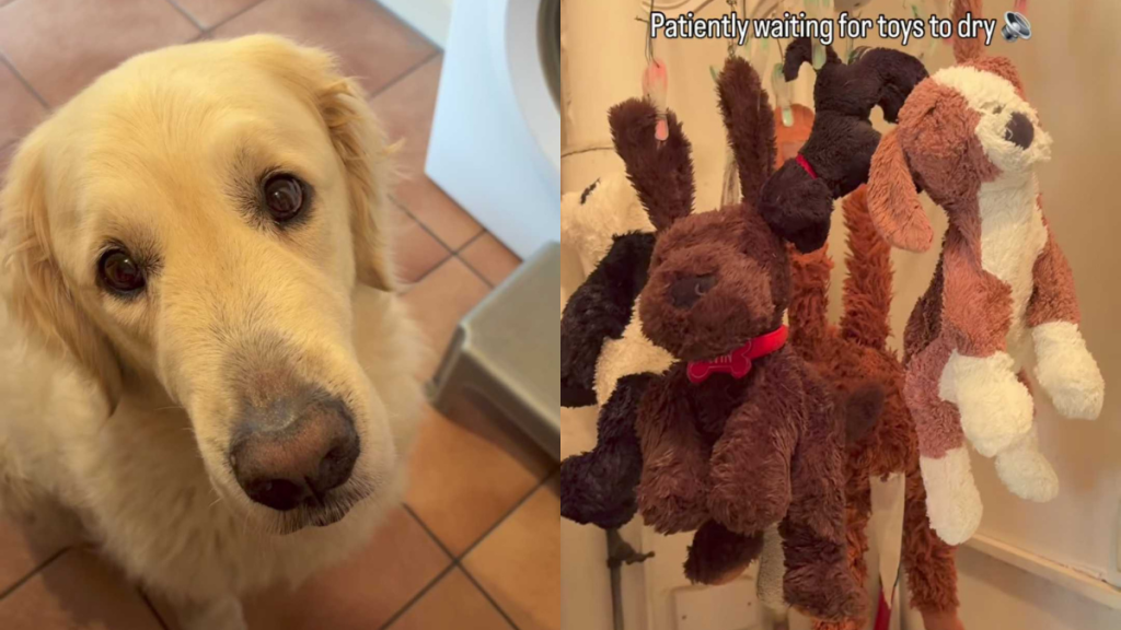 adorable dog video