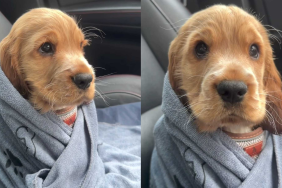 adorable puppy video