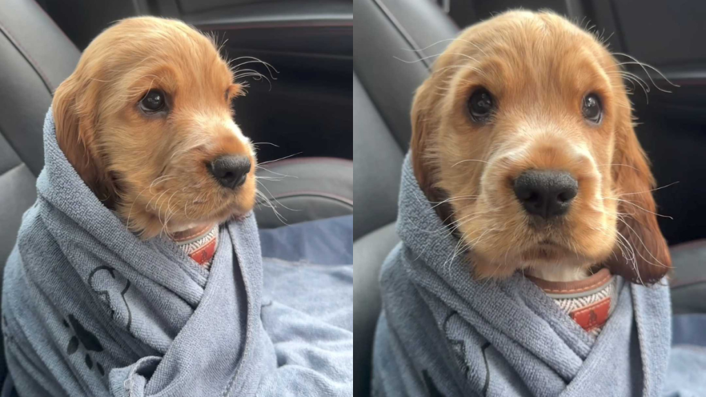 adorable puppy video